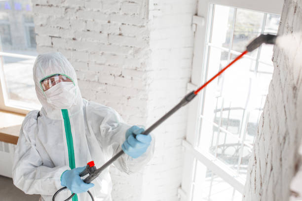 Best Attic Mold Removal  in Susitna North, AK
