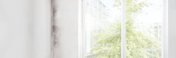 Best Basement Mold Removal  in Susitna North, AK
