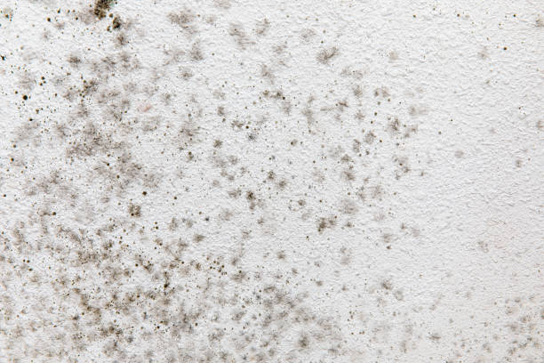 Best Commercial Mold Inspection  in Susitna North, AK