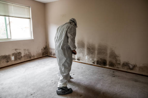 Best Comprehensive Air Testing for Mold Contaminants  in Susitna North, AK